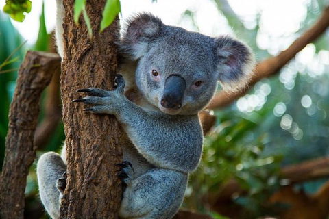 Best Sydney Tours By Life Long Locals - Hidden Gems & More - Lifetime Experience - Darwin Holiday 1