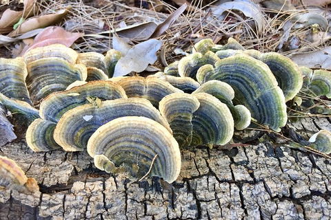 Photo Tour With An IPhone - Darwin Holiday 4