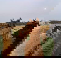 Breakfast with alpacas - Darwin Holiday