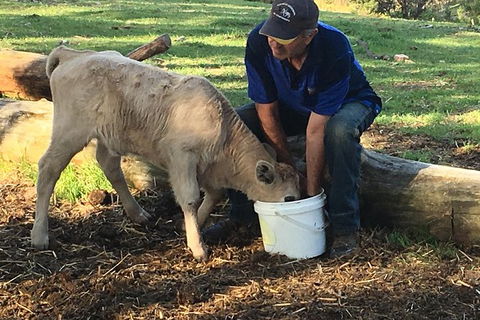 Interactive Farm Tours On A Beef, Lamb And Duck Farm - Darwin Holiday 2