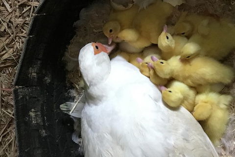 Interactive Farm Tours On A Beef, Lamb And Duck Farm - Darwin Holiday 3