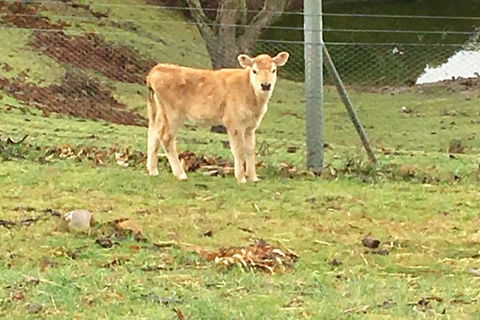 Interactive Farm Tours On A Beef, Lamb And Duck Farm - Darwin Holiday 7