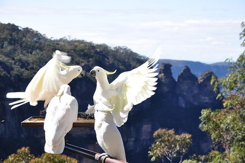 All-Inclusive Blue Mountains Tour In A Luxury Mercedes Sprinter - Darwin Holiday 1