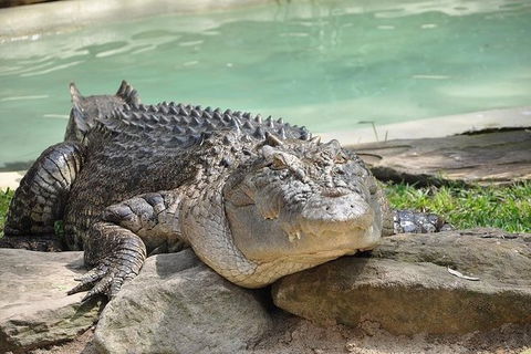 All-Inclusive Blue Mountains Tour In A Luxury Mercedes Sprinter - Darwin Holiday 7