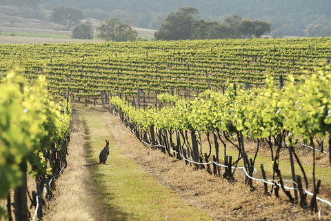 Mudgee 2 Day Private Wine Tasting And Sightseeing Tour From Sydney - Darwin Holiday 4