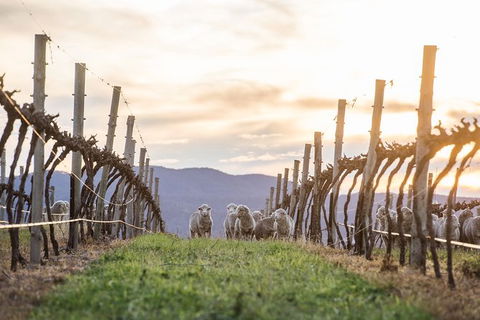 Mudgee 2 Day Private Wine Tasting And Sightseeing Tour From Sydney - Darwin Holiday 5