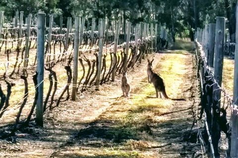 The Complete Hunter Valley Wine Tour Of Pokolbin, Mt View, Lovedale And Rothbury - Darwin Holiday 5