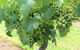 The Complete Hunter Valley Wine Tour Of Pokolbin, Mt View, Lovedale And Rothbury - thumb 3