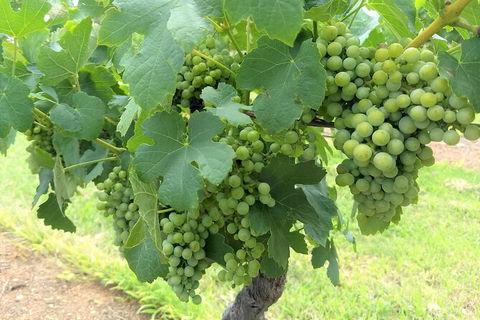 The Complete Hunter Valley Wine Tour Of Pokolbin, Mt View, Lovedale And Rothbury - Darwin Holiday 3