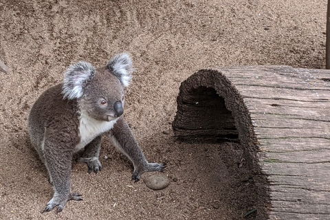 Australian Wildlife & Waterfalls Private Tour With \'Personalised Sydney Tours\' - Darwin Holiday 5