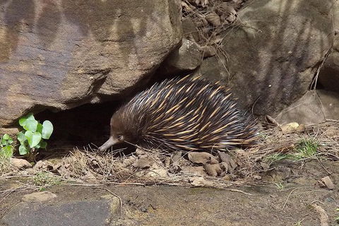 Wilderness Kayak Adventure With Gourmet Food - Darwin Holiday 7