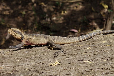 Wilderness Kayak Adventure With Gourmet Food - Darwin Holiday 2