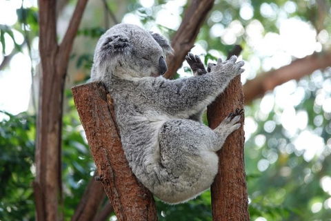 Small Group Blue Mountain Tour With A Local Guide - Darwin Holiday 1