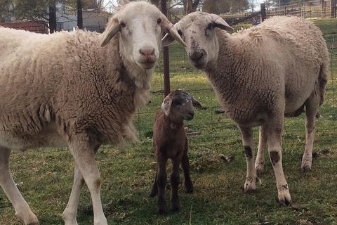 Paddock To Plate Farm Tour And Tasting - Darwin Holiday 7