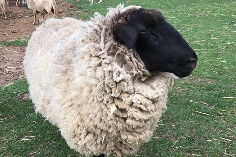 Paddock To Plate Farm Tour And Tasting - Darwin Holiday 3