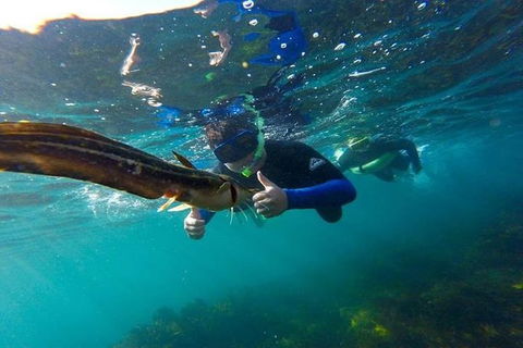 Manly And Shelly Beach Snorkeling Tour - Darwin Holiday 4