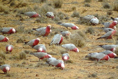 12-Day Outback 4WD Tour Of New South Wales Far West - Darwin Holiday 5