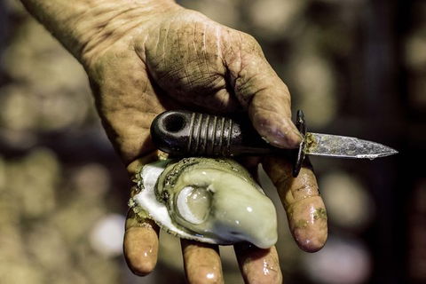 Sydney Oyster Farm Tour And Seafood Lunch On A Secluded Beach - Darwin Holiday 4