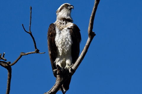 Small-Group Half-Day Birdwatching Tour In Sydney - Darwin Holiday 5