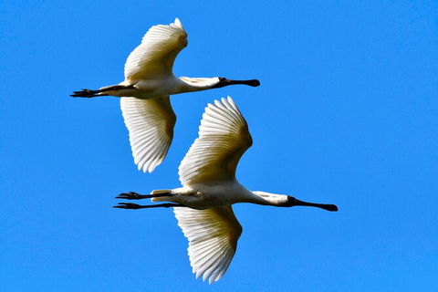 Small-Group Half-Day Birdwatching Tour In Sydney - Darwin Holiday 2