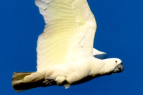 Small-Group Half-Day Birdwatching Tour In Sydney - Darwin Holiday 11