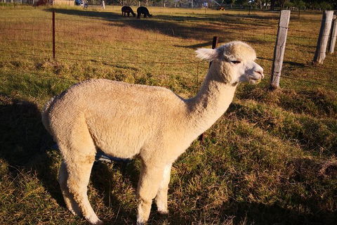 The Hunter Valley 2-day Food And Wine Tour With Hot Air Balloon - Darwin Holiday 5