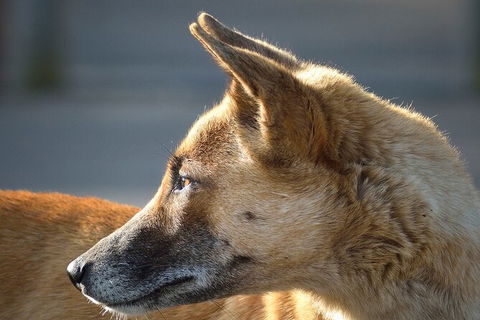 Tea Gardens And Hawks Nest Beach Bus Guided Tour - Darwin Holiday 4