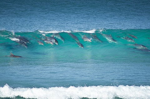Tea Gardens And Hawks Nest Beach Bus Guided Tour - Darwin Holiday 13