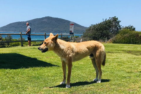 Tea Gardens And Hawks Nest Beach Bus Guided Tour - Darwin Holiday 5