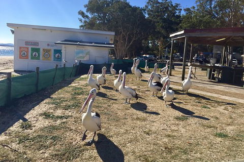 Port Stephens Private Bus Tour From Sydney, Option Of Dolphin Or Whale Cruises - Darwin Holiday 5