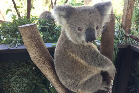 Central Coast Private Tour From Sydney, Plus Included Australian Reptile Park - Darwin Holiday 2