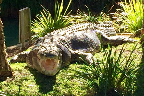 Central Coast Private Tour From Sydney, Plus Included Australian Reptile Park - Darwin Holiday 5