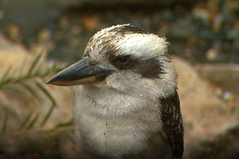 Sydney Parrots, A Unique Island And More - Darwin Holiday 4