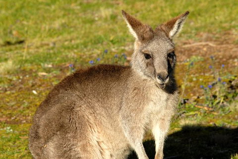 Jenolan Caves - Wildlife And Caves - Darwin Holiday 2