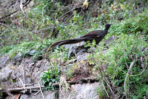 Jenolan Caves - Wildlife And Caves - Darwin Holiday 5