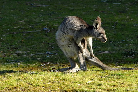 Jenolan Caves - Wildlife And Caves - Darwin Holiday 7