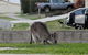 Urban Kangaroos And Pelican Feeding - thumb 3