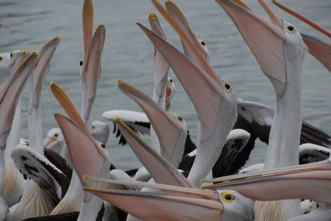 Urban Kangaroos And Pelican Feeding - Darwin Holiday 5