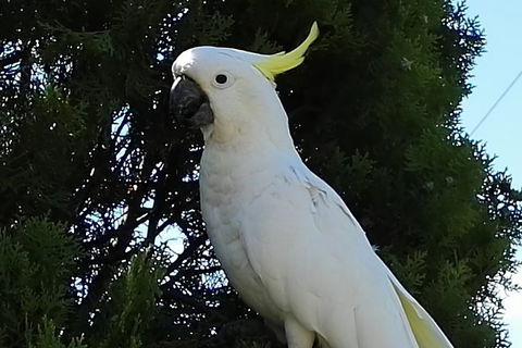 Urban Kangaroos And Pelican Feeding - Darwin Holiday 2