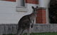 Urban Kangaroos And Pelican Feeding - thumb 0