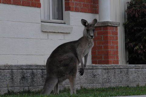 Urban Kangaroos And Pelican Feeding - Darwin Holiday 0
