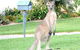 Urban Kangaroos And Pelican Feeding - thumb 4