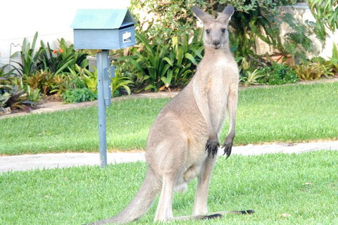 Urban Kangaroos And Pelican Feeding - Darwin Holiday 4
