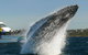 2hr Explorer Cruise - Sydney\'s Best Value Whale Watching Cruise - thumb 0