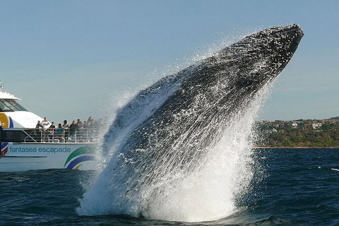 2hr Explorer Cruise - Sydney\'s Best Value Whale Watching Cruise - Darwin Holiday 0