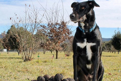 Truffle Hunts With Lunch - Southern Highlands - Darwin Holiday 3