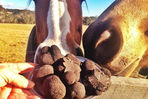 Truffle Hunts With Lunch - Southern Highlands - Darwin Holiday 2