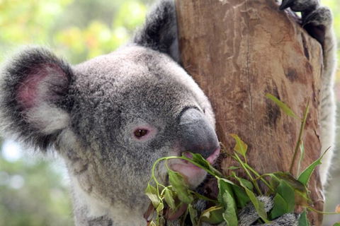 Private 10-hour Tour To Blue Mountains From Sydney - Hotel Pick Up & Drop Off - Darwin Holiday 2