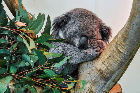 Blue Mountains Highlights, Wildlife Park And Scenic World Full Day Private Tour - Darwin Holiday 1