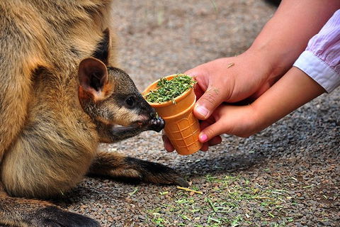 Blue Mountains Highlights, Wildlife Park And Scenic World Full Day Private Tour - Darwin Holiday 3